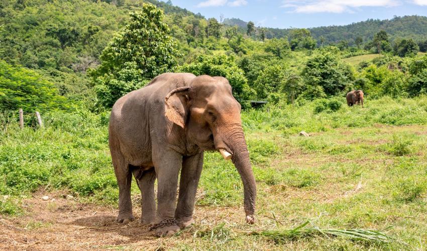 Wild Park Safari Home Stay Udawalawe Exteriör bild