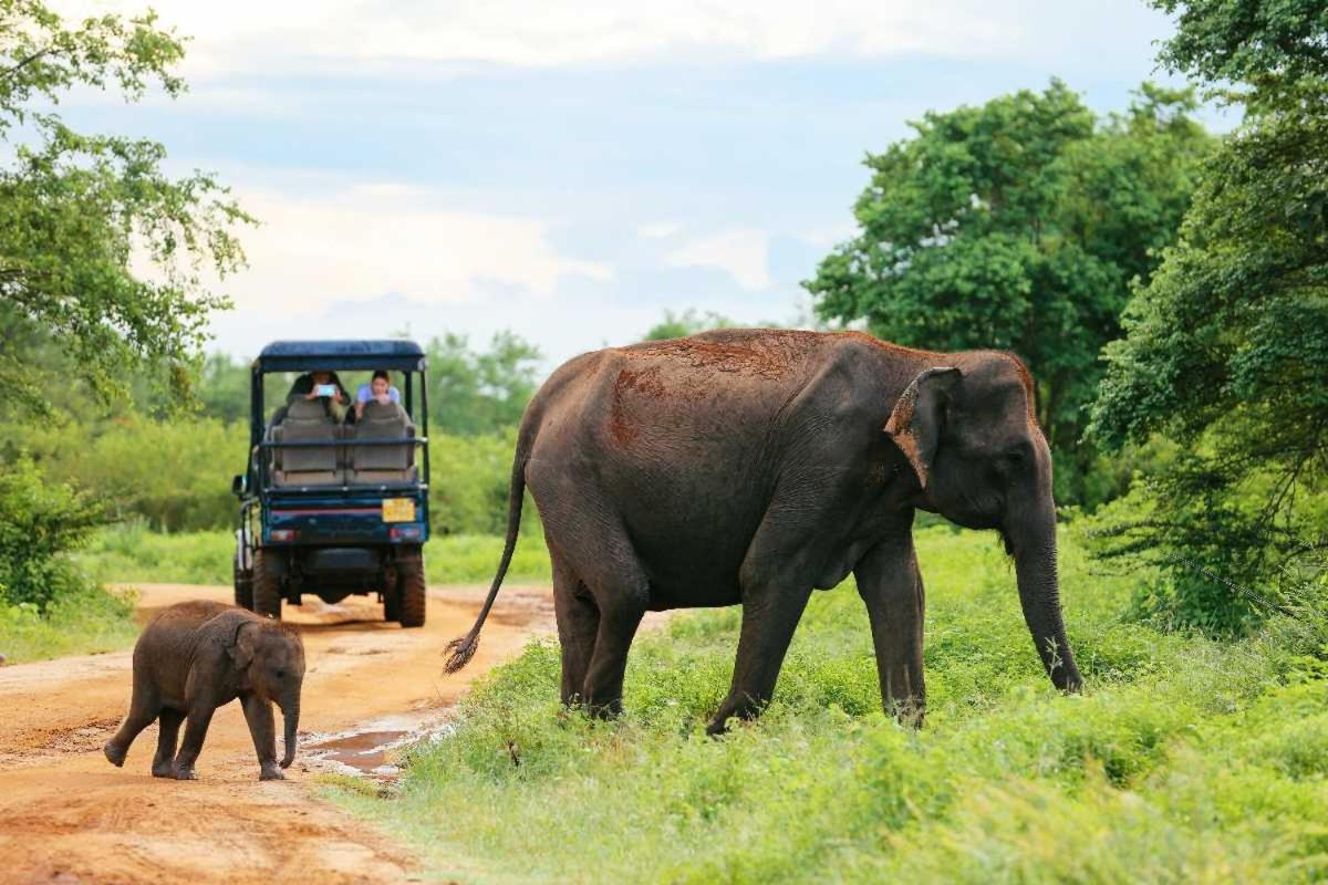 Wild Park Safari Home Stay Udawalawe Exteriör bild